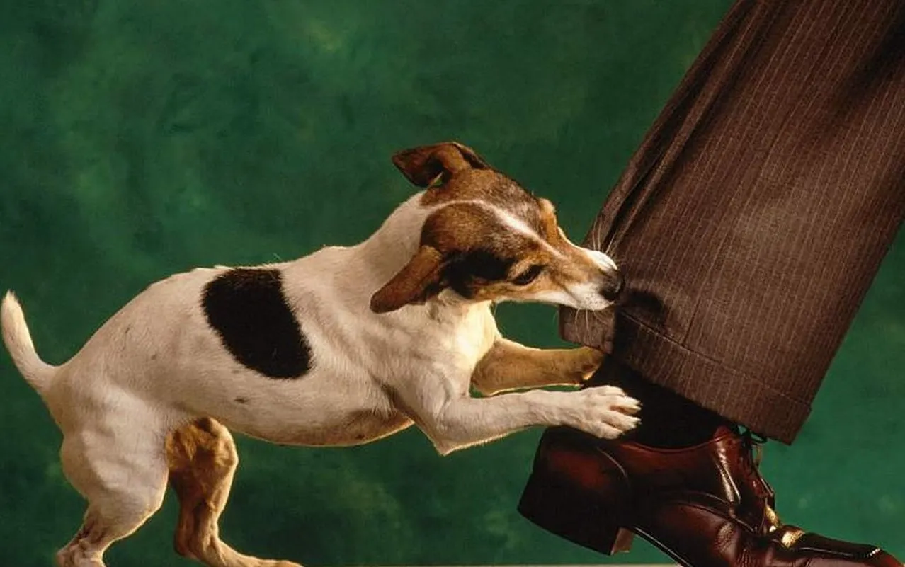 От собачьего бешенства реально умирают. Что делать, если вас покусал пес?