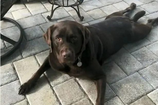 Мужчина с психическим расстройством потерял любимого лабрадора. И смысл жизни