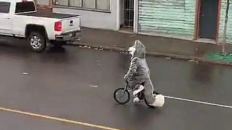 Полиция искала украденный костюм собаки. Помогли сообщения об огромном хаски на велосипеде