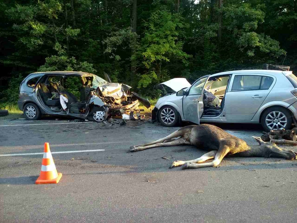 Сбил животное на машине