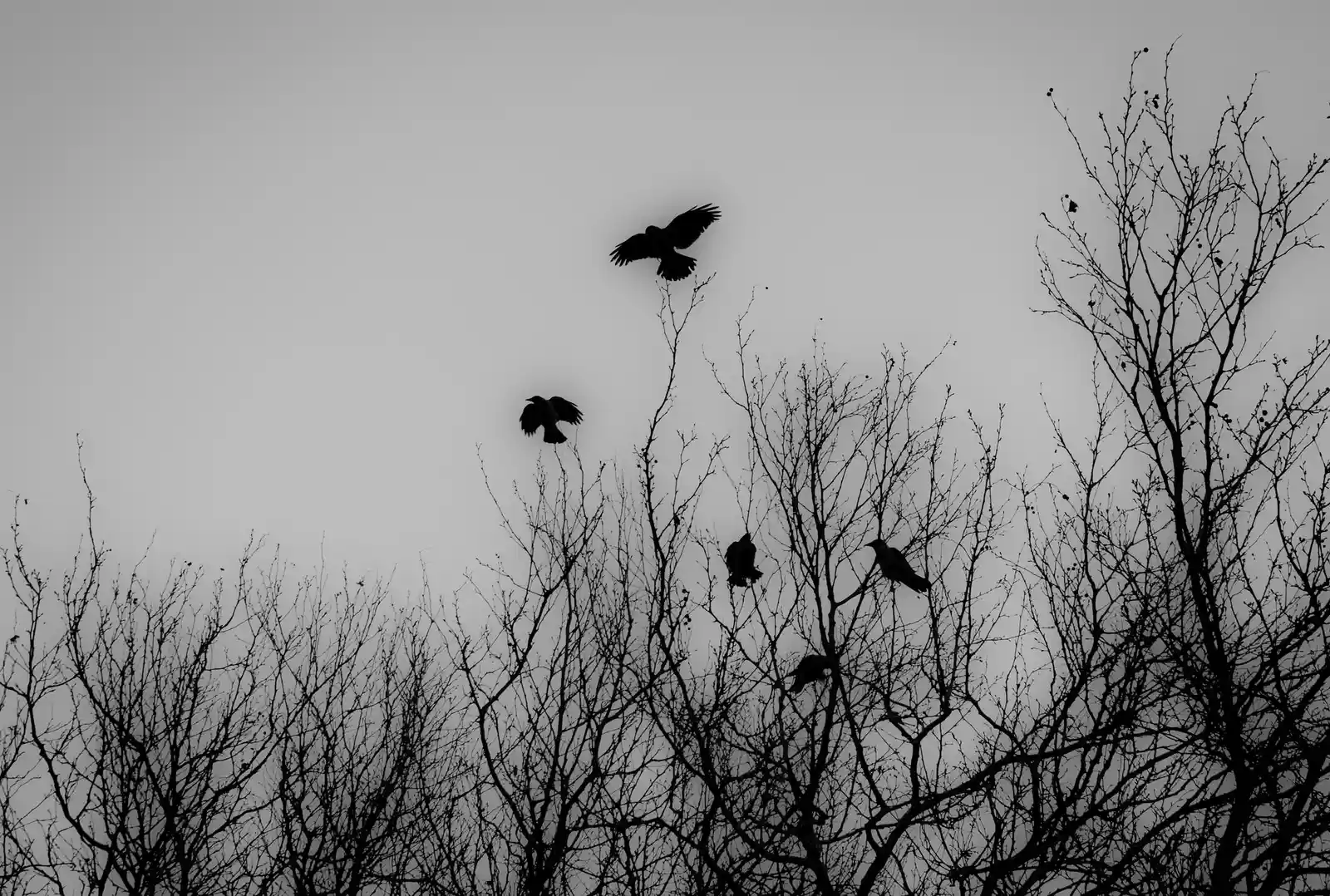 «Стоп, это не одинаковые фото?» В соцсетях не могут отличить чёрно-белый Петербург от цветного