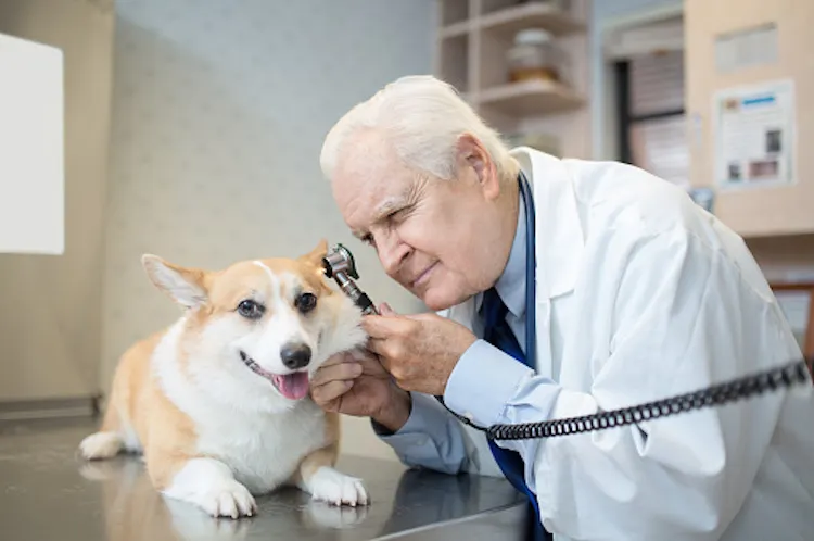 В Москве орудуют ветеринары-мошенники. Как они обманывают людей?