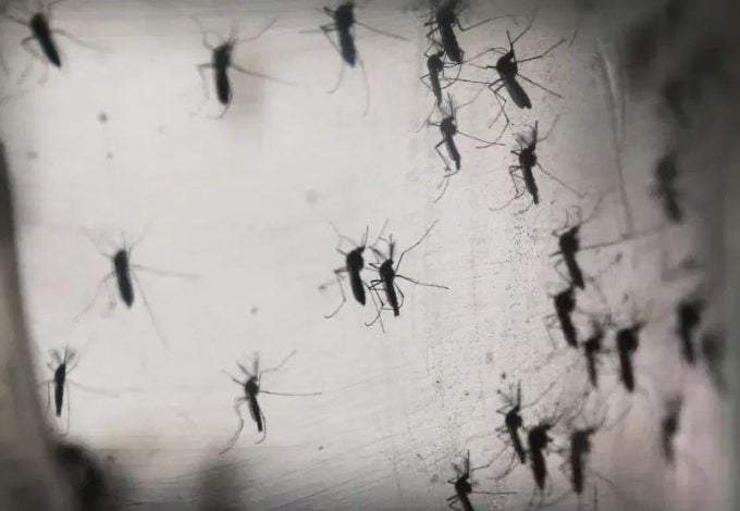 Как алкоголь влияет на комаров? Разбираемся, опьянеет ли насекомое, если  укусит пьяного человека — Палач | Гаджеты, скидки и медиа