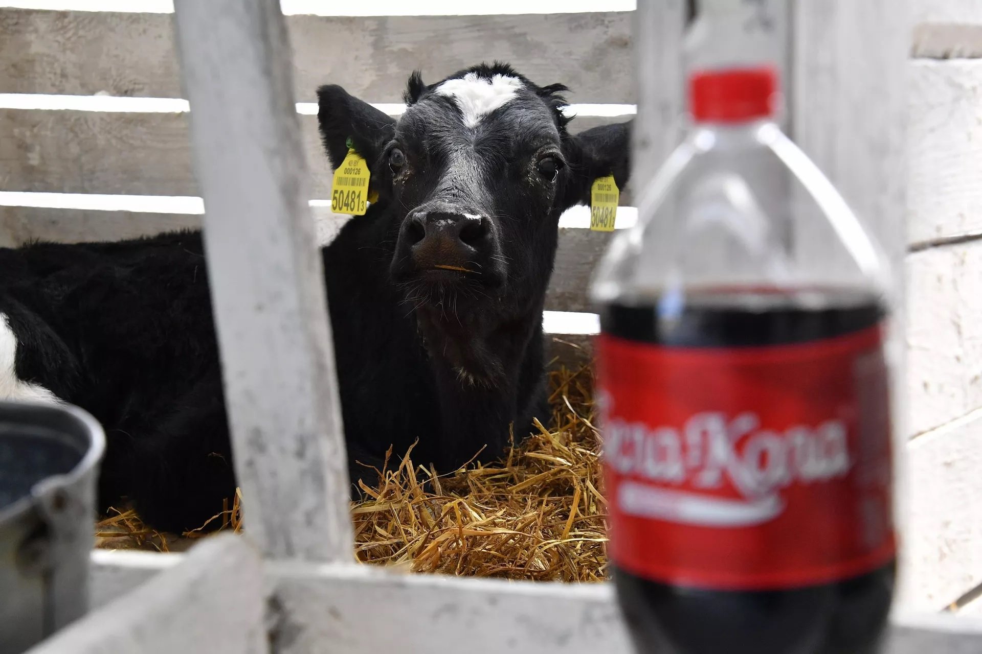 Аналог Coca-Cola из Беларуси протестировали на телятах. Для чего животным  дают «Бела-Колу»? — Палач | Гаджеты, скидки и медиа