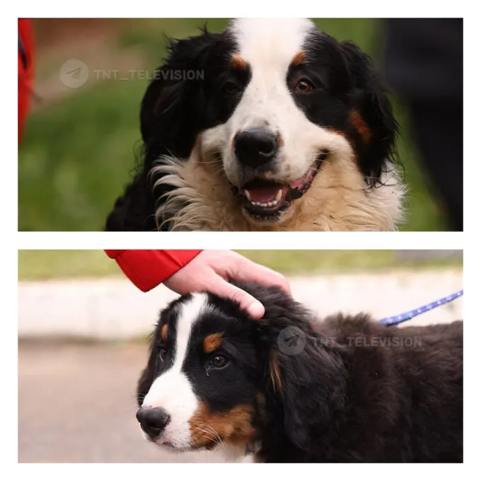 Барон Второй в сериале «Букины»