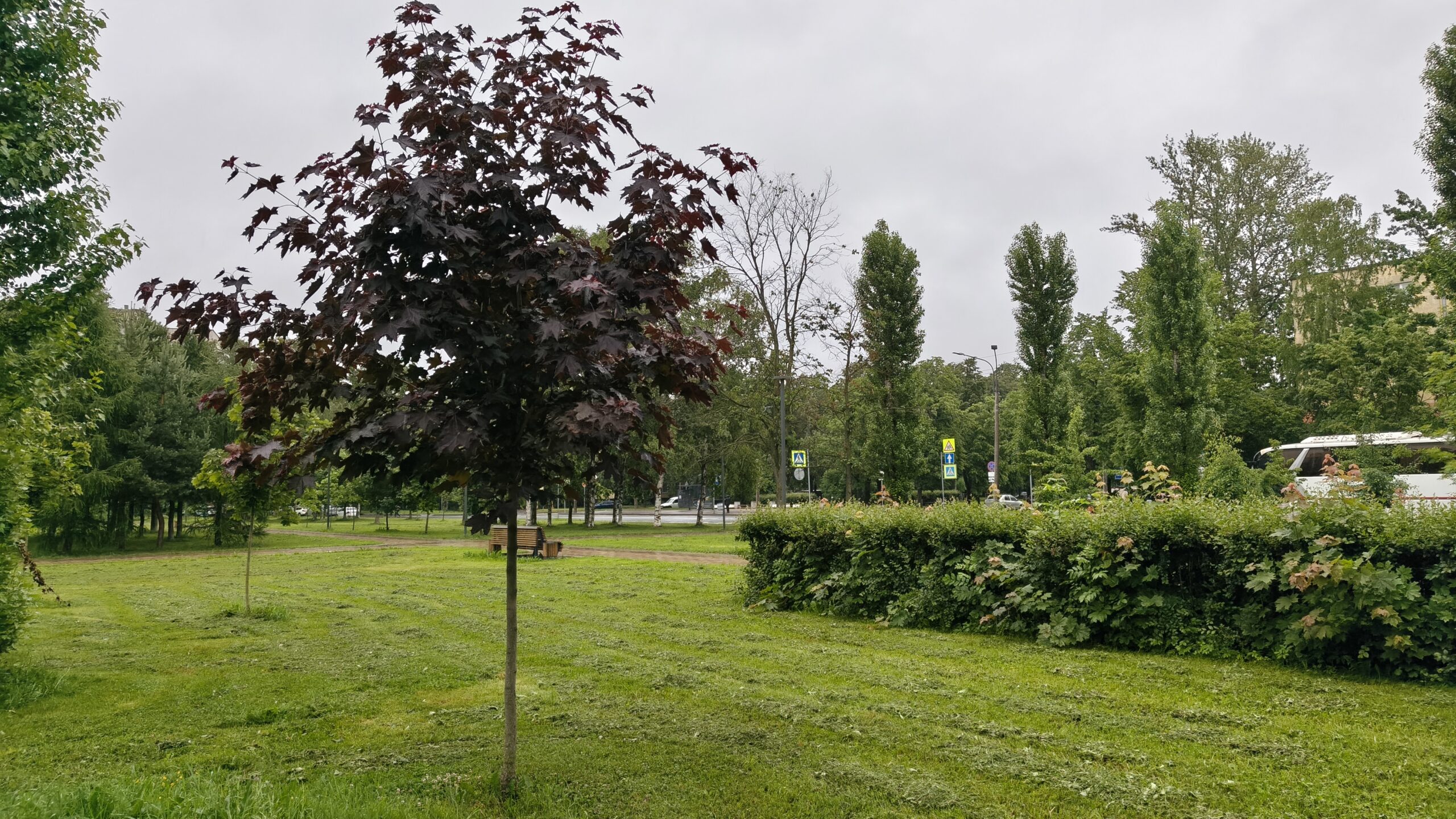 Фото со смартфона Tecno Camon 50 Ultra